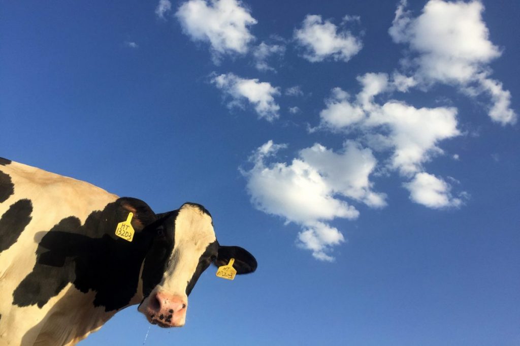 time lapse photography of cattle cow under clouds