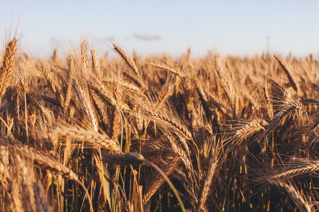 Héroes del Progreso, Parte 1: Norman Borlaug