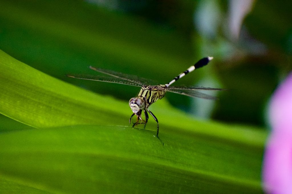 macro shot photography of green dragonfly